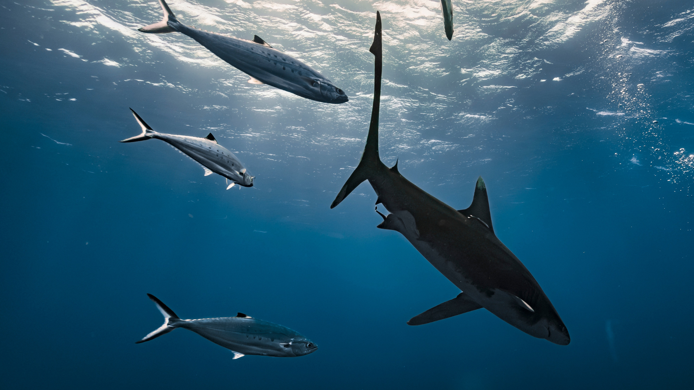 Atlantic Bluefin Tuna Catch-and-Release